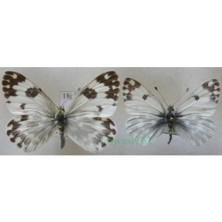 Pontia daplidice (Linnaeus, 1758) pair Rukiewnik zachodni Slovakia18j